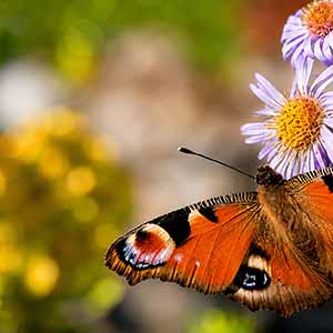 Papillon paon du jour aux ailes orange posé sur une fleur violette au cœur jaune